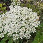 Attēlu rezultāti vaicājumam “Heracleum sosnowskyi”