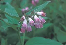 Image result for Symphytum officinale