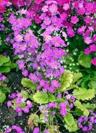 Image result for Primula malacoides