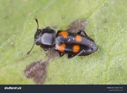 Attēlu rezultāti vaicājumam “Glischrochilus grandis”