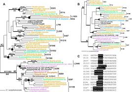 Attēlu rezultāti vaicājumam “Petractis sp.”