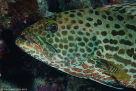 Image result for Mycteroperca venenosa