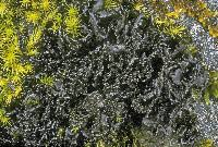 Attēlu rezultāti vaicājumam “Leptogium saturninum”