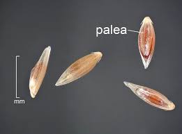 Attēlu rezultāti vaicājumam “Agrostis stolonifera subsp. straminea”