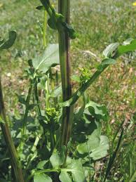 Attēlu rezultāti vaicājumam “Barbarea vulgaris subsp. arcuata fruit”