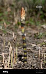Attēlu rezultāti vaicājumam “Siphoptychium violaceum spores”