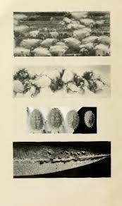 Attēlu rezultāti vaicājumam “Cribraria intricata young”