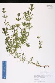 Image result for Galium aparine