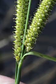 Attēlu rezultāti vaicājumam “Carex rostrata”
