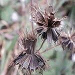 Attēlu rezultāti vaicājumam “Bidens tripartita fruit”