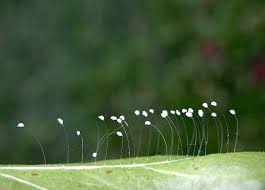 Attēlu rezultāti vaicājumam “Chrysopidae eggs”
