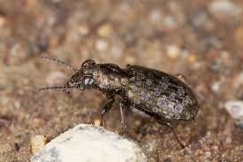 Attēlu rezultāti vaicājumam “Elaphrus cupreus”