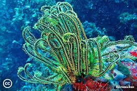 Image result for Cucumaria frondosa