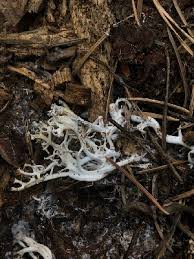 Attēlu rezultāti vaicājumam “Lentaria epichnoa”