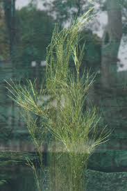 Attēlu rezultāti vaicājumam “Stuckenia filiformis bud”