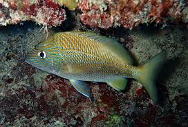 Image result for Haemulon plumierii