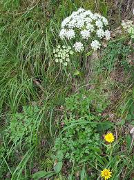 Attēlu rezultāti vaicājumam “Peucedanum oreoselinum flower”