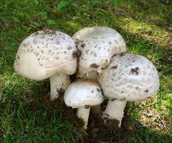 Attēlu rezultāti vaicājumam “Amanita strobiliformis”