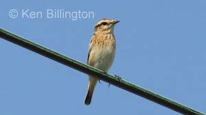 Attēlu rezultāti vaicājumam “Saxicola rubetra”
