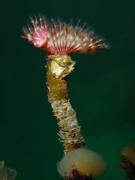 Attēlu rezultāti vaicājumam “Tubifera applanata sessile”