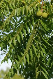 Attēlu rezultāti vaicājumam “Juglans”