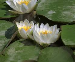 Attēlu rezultāti vaicājumam “Nymphaea candida leaf”