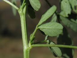 Attēlu rezultāti vaicājumam “Melilotus albus leaf”