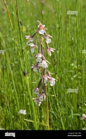 Attēlu rezultāti vaicājumam “Epipactis palustris flower”