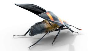 Attēlu rezultāti vaicājumam “Nicrophorus vespilloides”