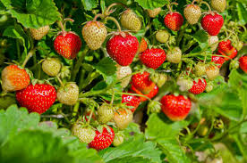 Attēlu rezultāti vaicājumam “Fragaria vesca fruit”