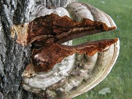 Attēlu rezultāti vaicājumam “Ganoderma applanatum”
