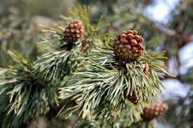 Attēlu rezultāti vaicājumam “Pinus sylvestris fruit”