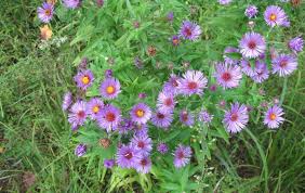 Attēlu rezultāti vaicājumam “Symphyotrichum novae-angliae flower”