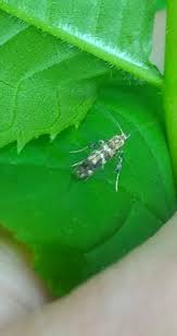 Attēlu rezultāti vaicājumam “Gracillaria syringella imago”