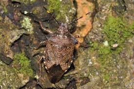 Attēlu rezultāti vaicājumam “Troilus luridus”