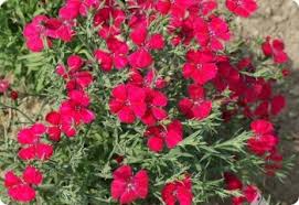 Attēlu rezultāti vaicājumam “Dianthus deltoides”
