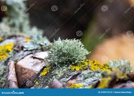 Attēlu rezultāti vaicājumam “Ramalina fastigiata”