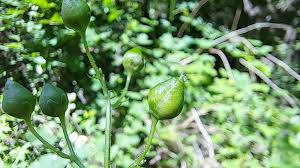 Attēlu rezultāti vaicājumam “Scrophularia nodosa fruit”