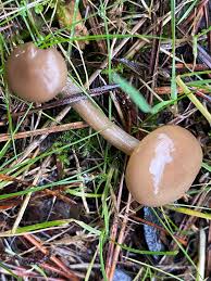 Attēlu rezultāti vaicājumam “Diderma subviridifuscum var. macrospora* spores”