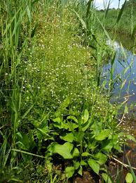 Attēlu rezultāti vaicājumam “Alisma plantago-aquatica fruit”