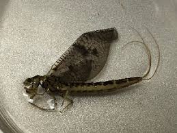 Attēlu rezultāti vaicājumam “Ephemera sp.”