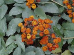 Image result for Calceolaria integrifolia