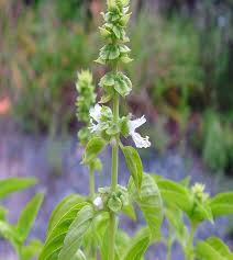 Attēlu rezultāti vaicājumam “Ocimum basilicum leaf”