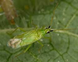 Attēlu rezultāti vaicājumam “Licea pygmaea macro”