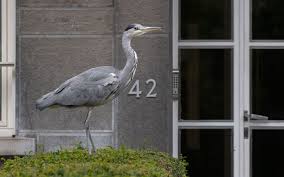Attēlu rezultāti vaicājumam “Ardea cinerea adult”