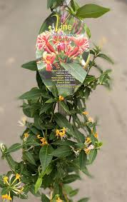 Attēlu rezultāti vaicājumam “Lonicera”