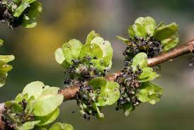 Attēlu rezultāti vaicājumam “Ulmus minor”