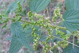 Attēlu rezultāti vaicājumam “Urtica urens leaf”