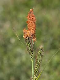 Attēlu rezultāti vaicājumam “Carex acutiformis fruit”