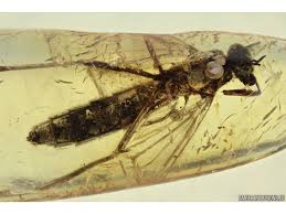 Attēlu rezultāti vaicājumam “Xylophagidae”